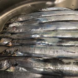 シーバス〜タチウオワインド〜LSJ