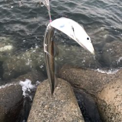 シーバスデイゲームでまさかの成分が！