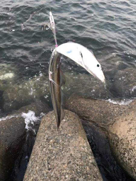 シーバスデイゲームでまさかの成分が！