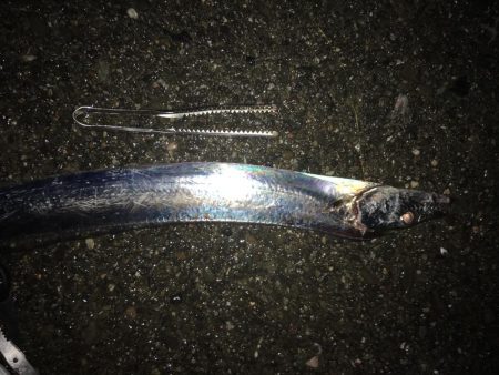 寒いけど暖かい楽しいタチウオ釣り