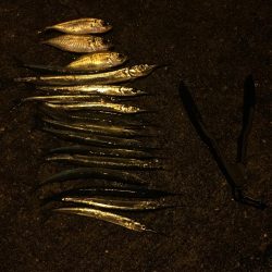 アジング…ついでに…