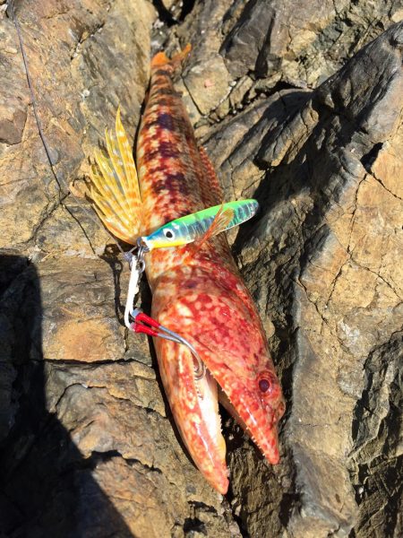 青物は遠い。。。