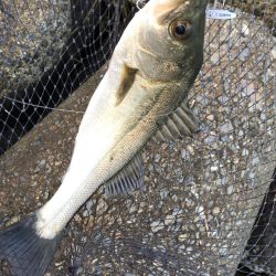 デイシーバス&ハマチ