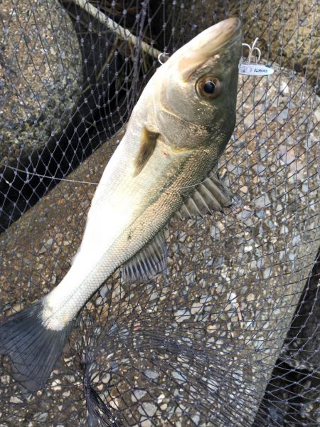 デイシーバス&ハマチ