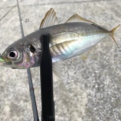 デイアジンゴォ