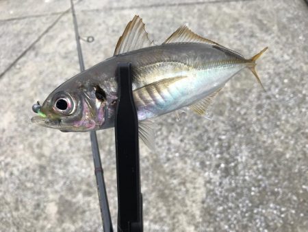 デイアジンゴォ