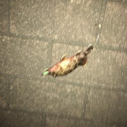 アジングでいいメバル