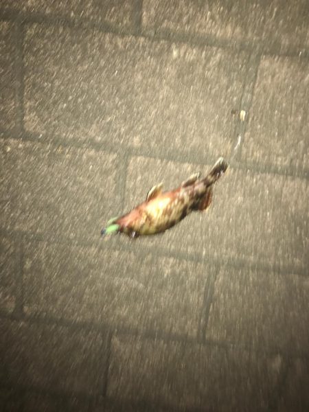 アジングでいいメバル