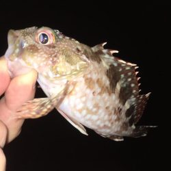 ワームでガシラ