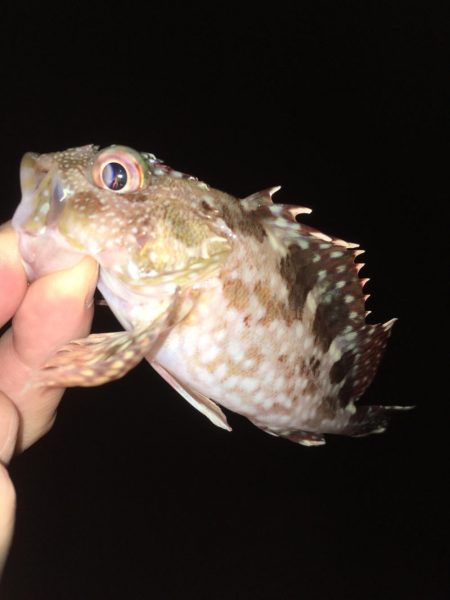 ワームでガシラ