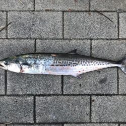 豪雨、爆風…  釣果は？