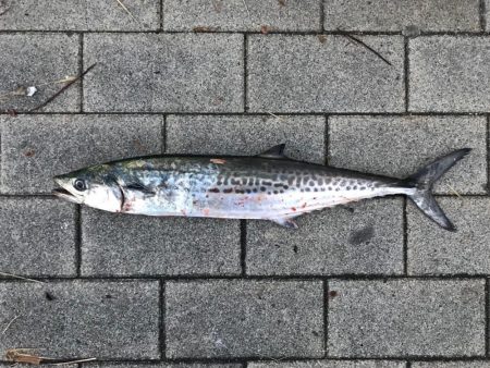 豪雨、爆風…  釣果は？