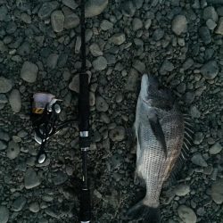 チヌ釣り