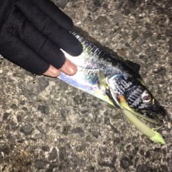 ライトショアジギング！！