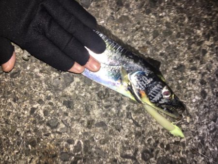 ライトショアジギング！！