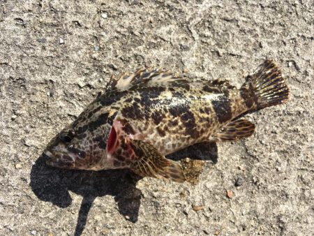 メバリングデイゲーム