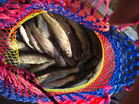 トラウトたくさん釣れた