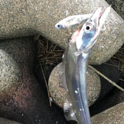 タチウオばかり(T . T)