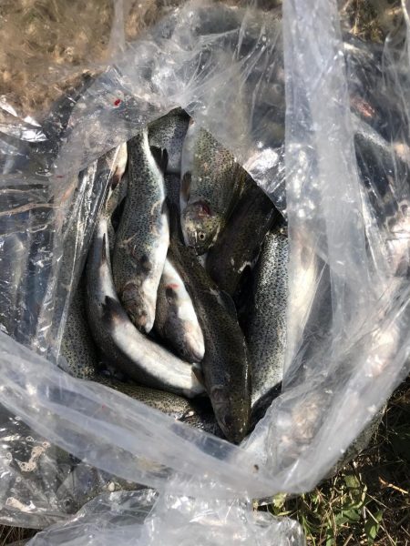 北方 マス釣り体験所