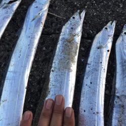 タチウオ時合い