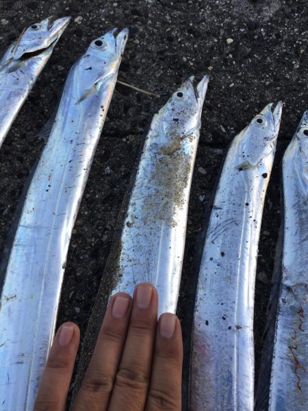 タチウオ時合い