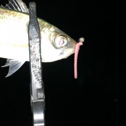 タチウオからの～湾奥ジャンボ当選(･∀･)