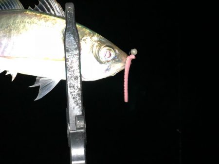 タチウオからの～湾奥ジャンボ当選(･∀･)