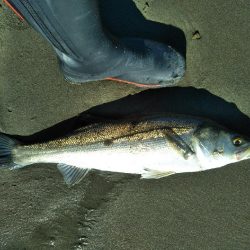 阿南市の那賀川河口でシーバス好調