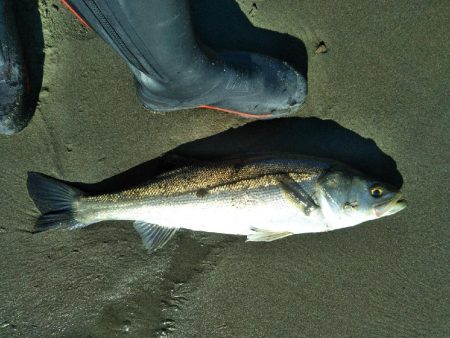 阿南市の那賀川河口でシーバス好調