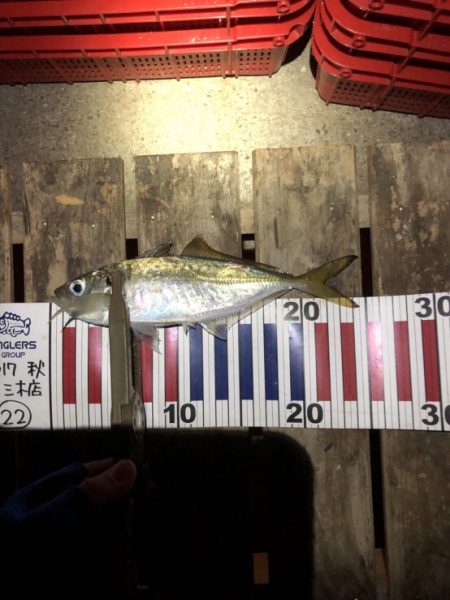 岩屋アジング調査