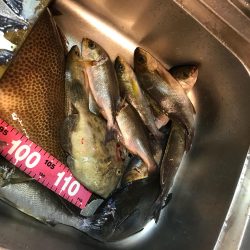 オオモンハタ56cm！！