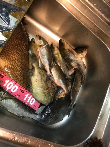 オオモンハタ56cm！！