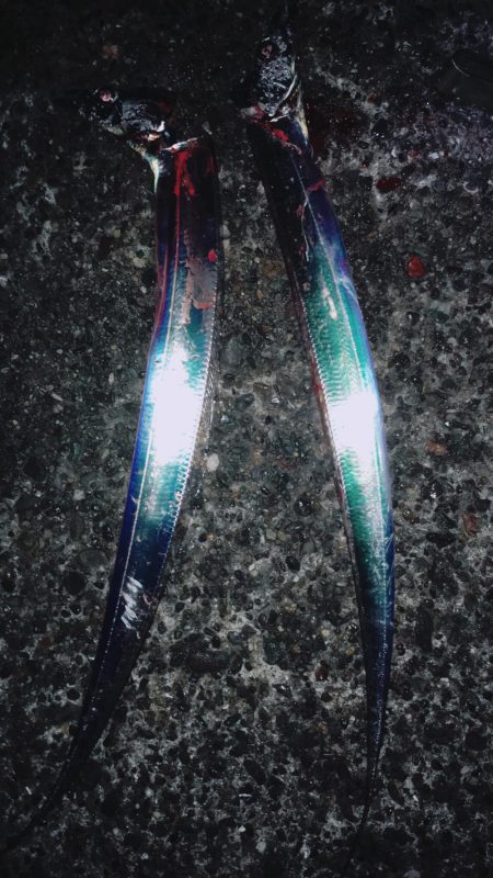 小雨の中の爆釣