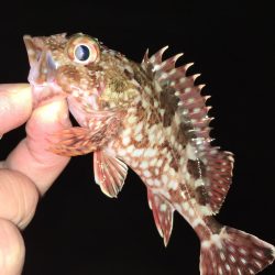 ワームでガシラ