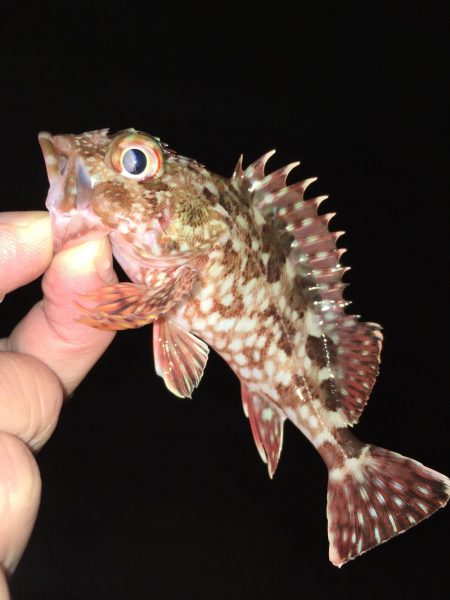 ワームでガシラ