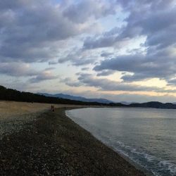 大里松原海岸 アオリイカ