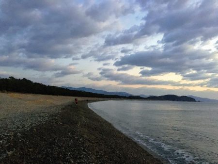 大里松原海岸 アオリイカ