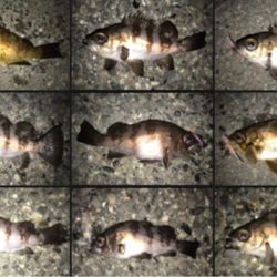 メバルの季節！