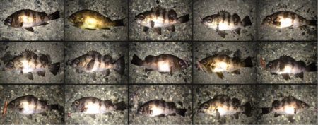 メバルの季節！