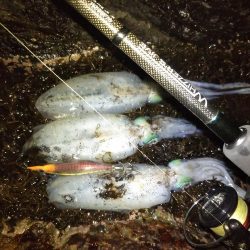 ナイトエギング