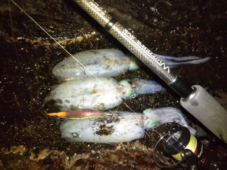 ナイトエギング