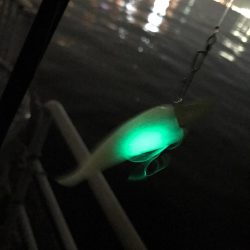 激しぶタチウオ