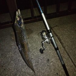 キビレ、セイゴ、太刀魚3種目