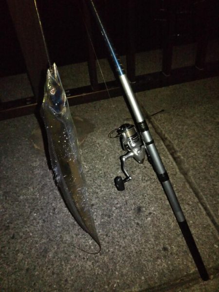 キビレ、セイゴ、太刀魚３種目