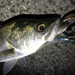 イワシパターン！