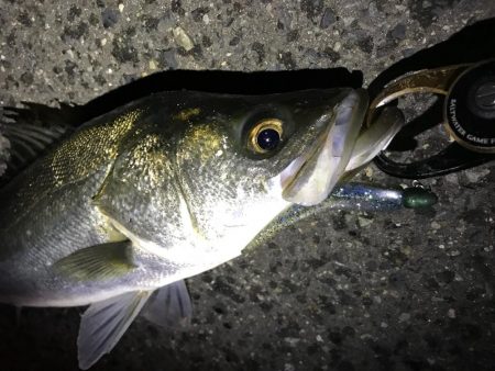 イワシパターン！