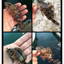 マイクロデイゲーム