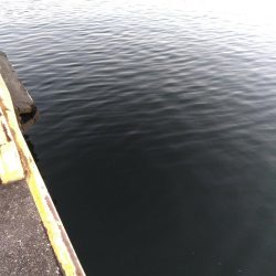 シーバスマルチも手乗りサイズ