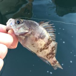 早朝ライトゲーム