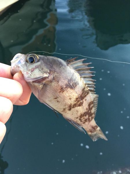 早朝ライトゲーム